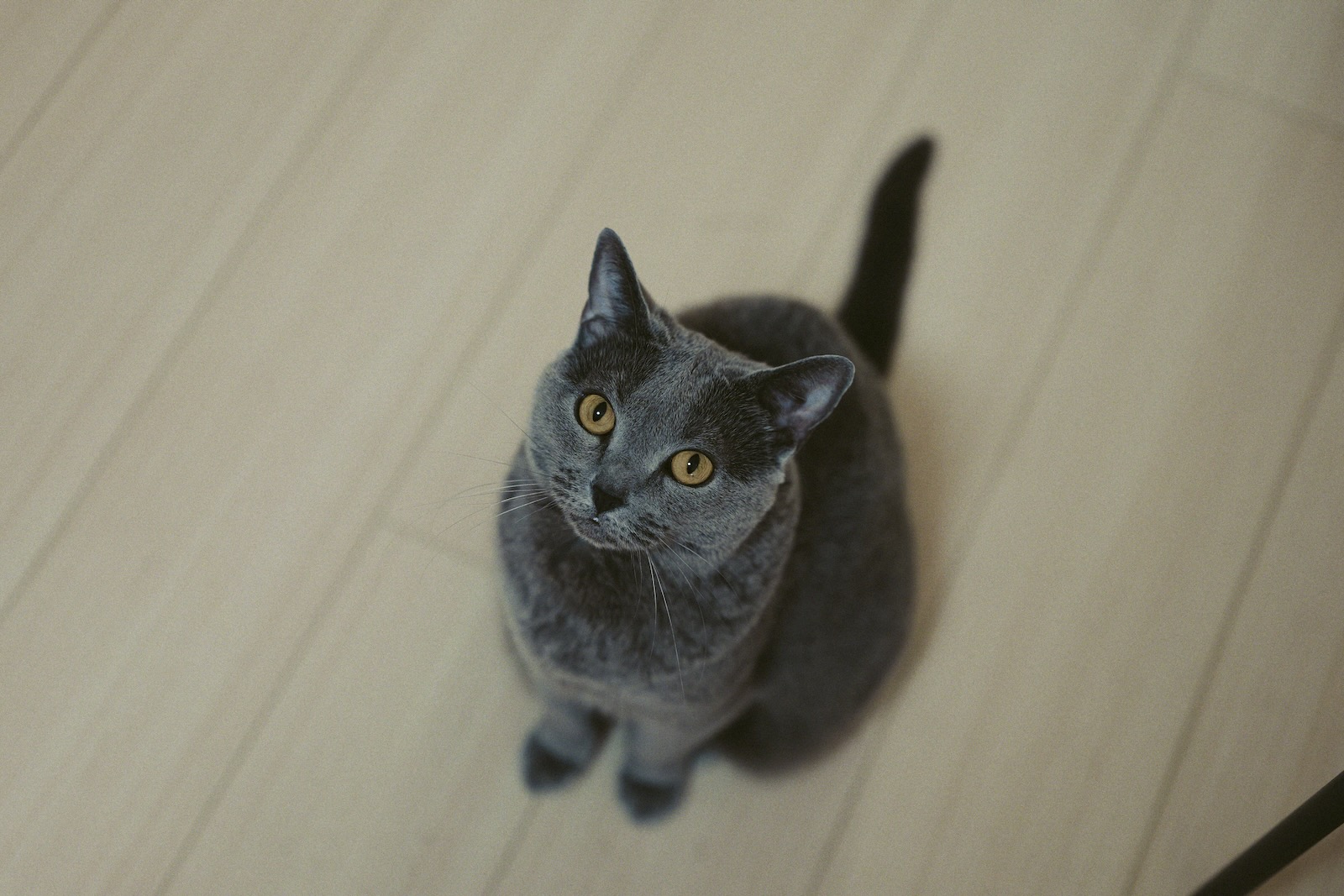 梅ちゃん