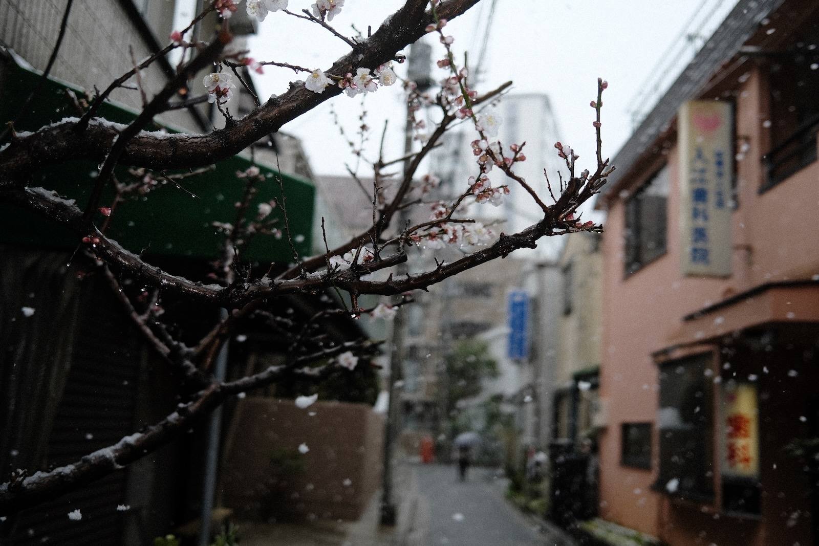 雪