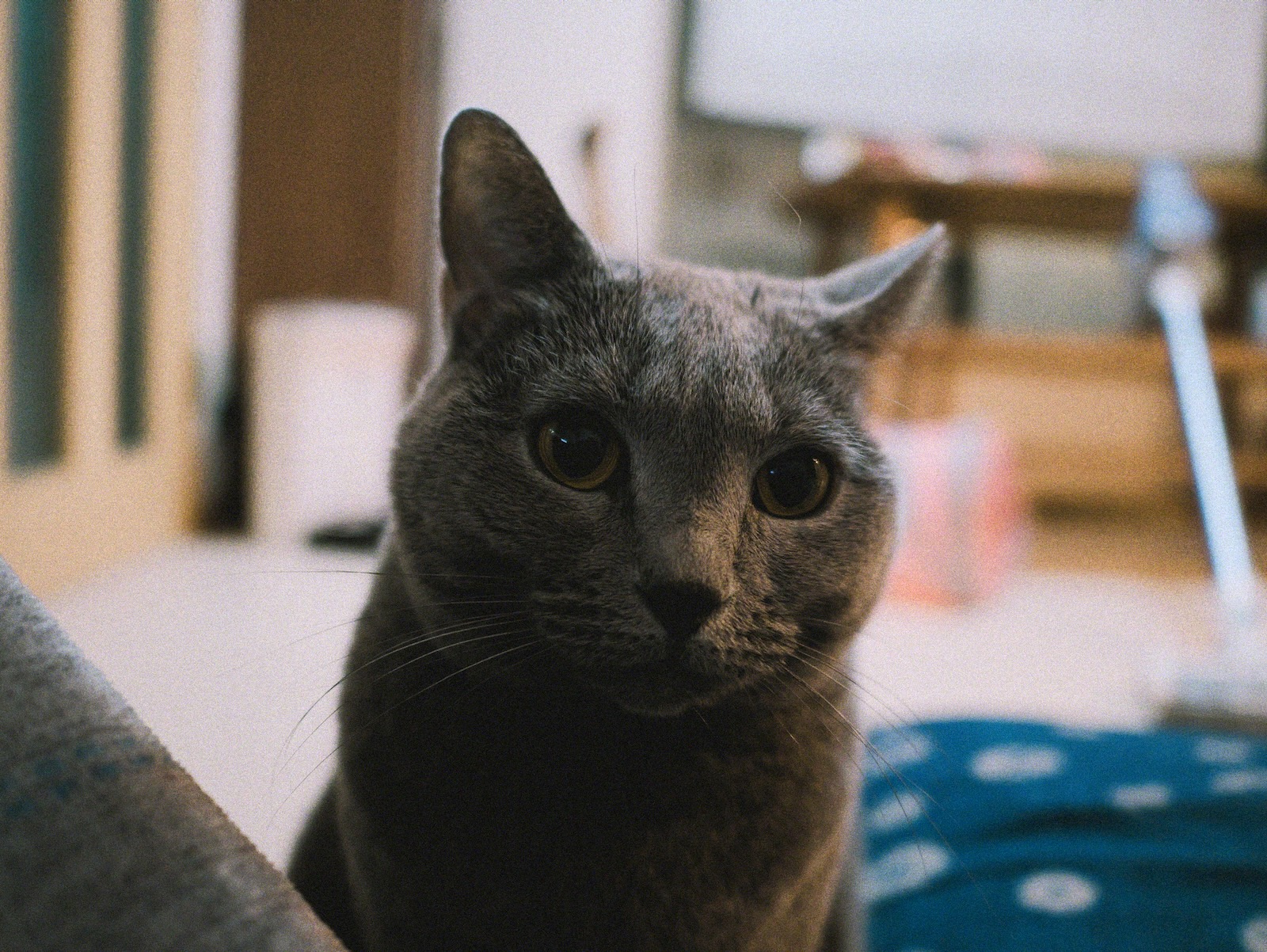 梅ちゃん