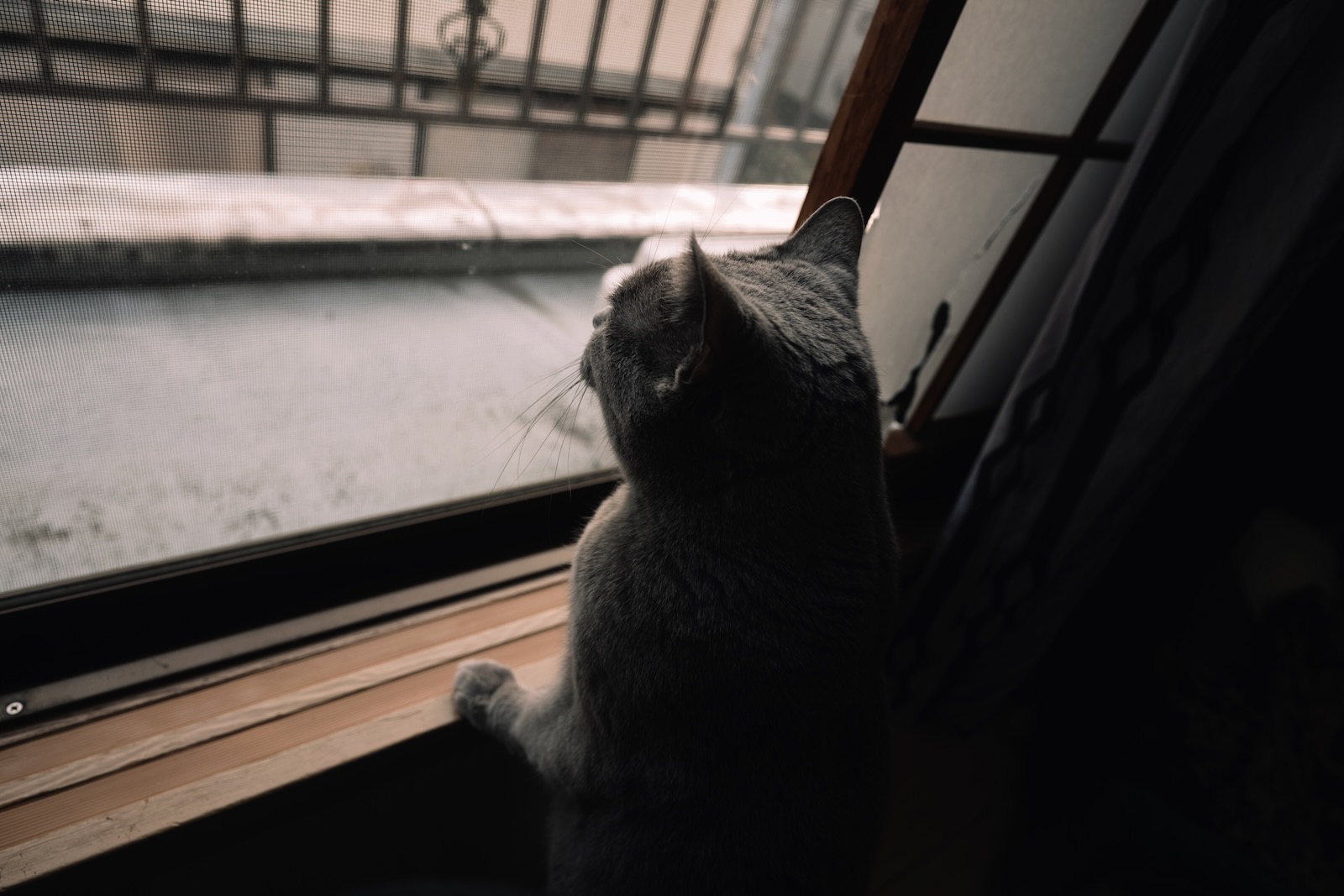 梅ちゃん