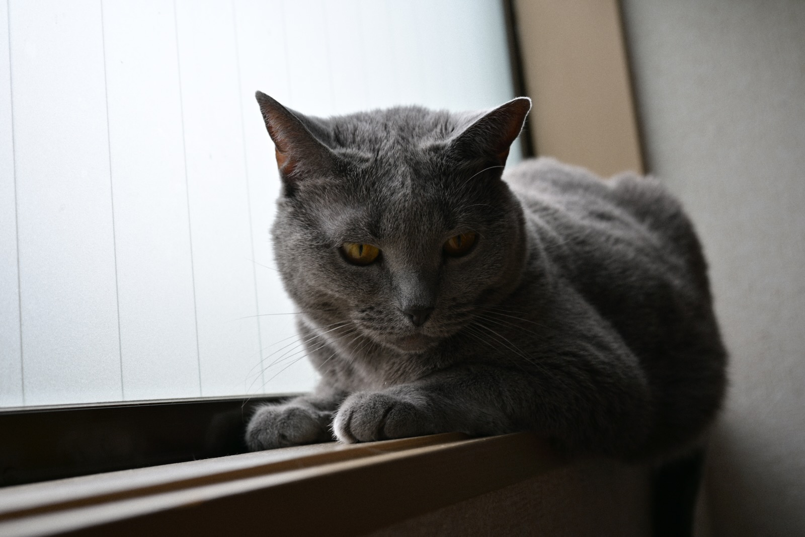 速写