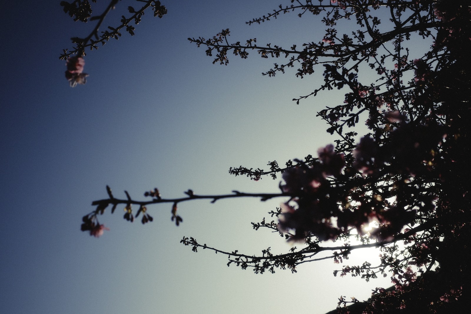 ディズニーシー