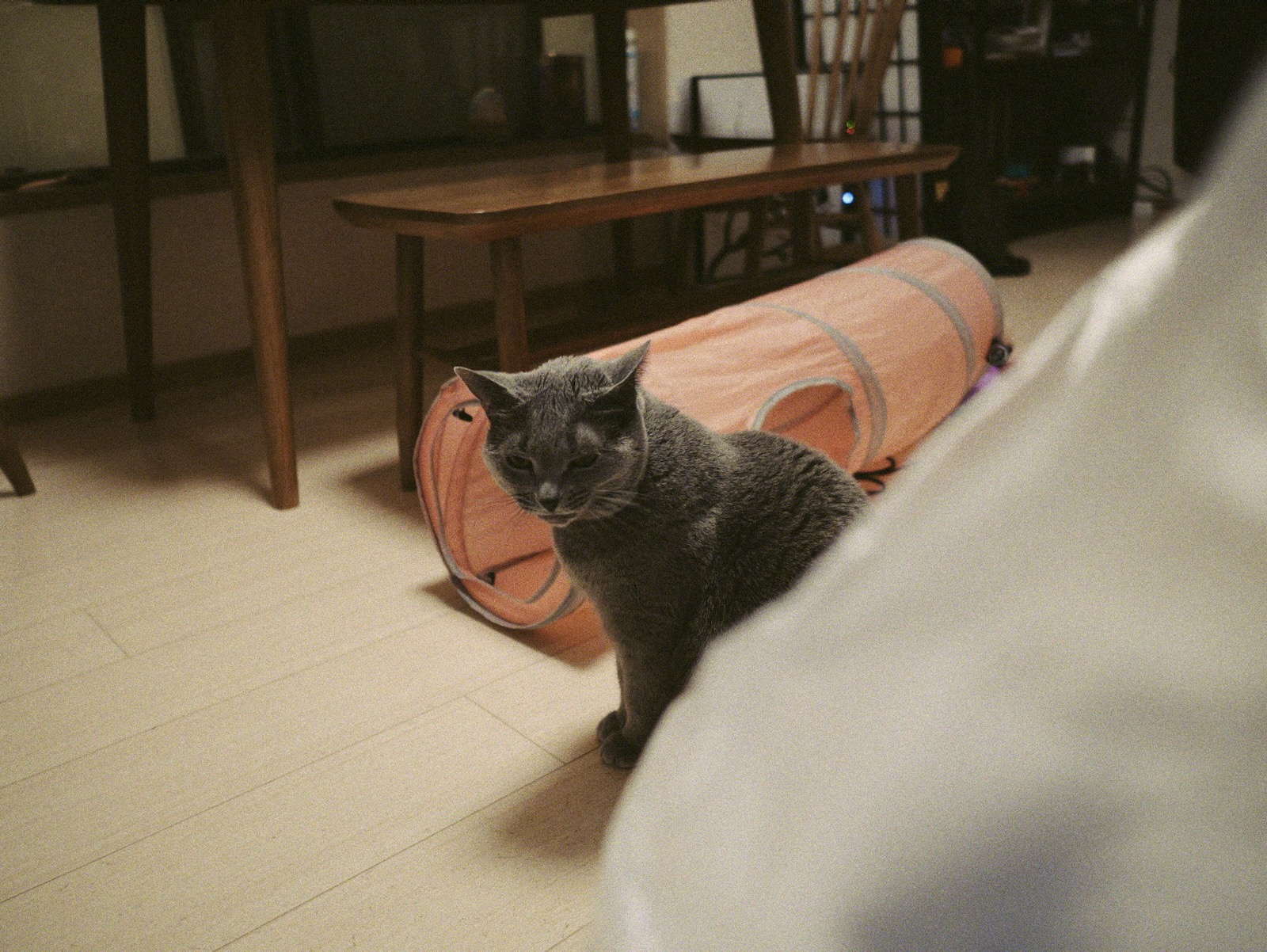 梅ちゃん