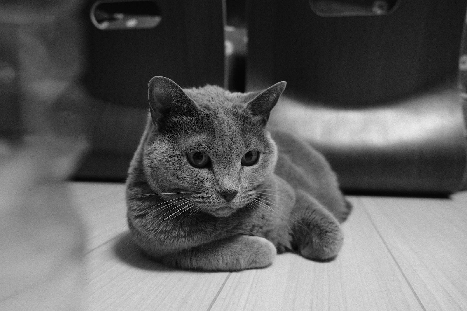 速写