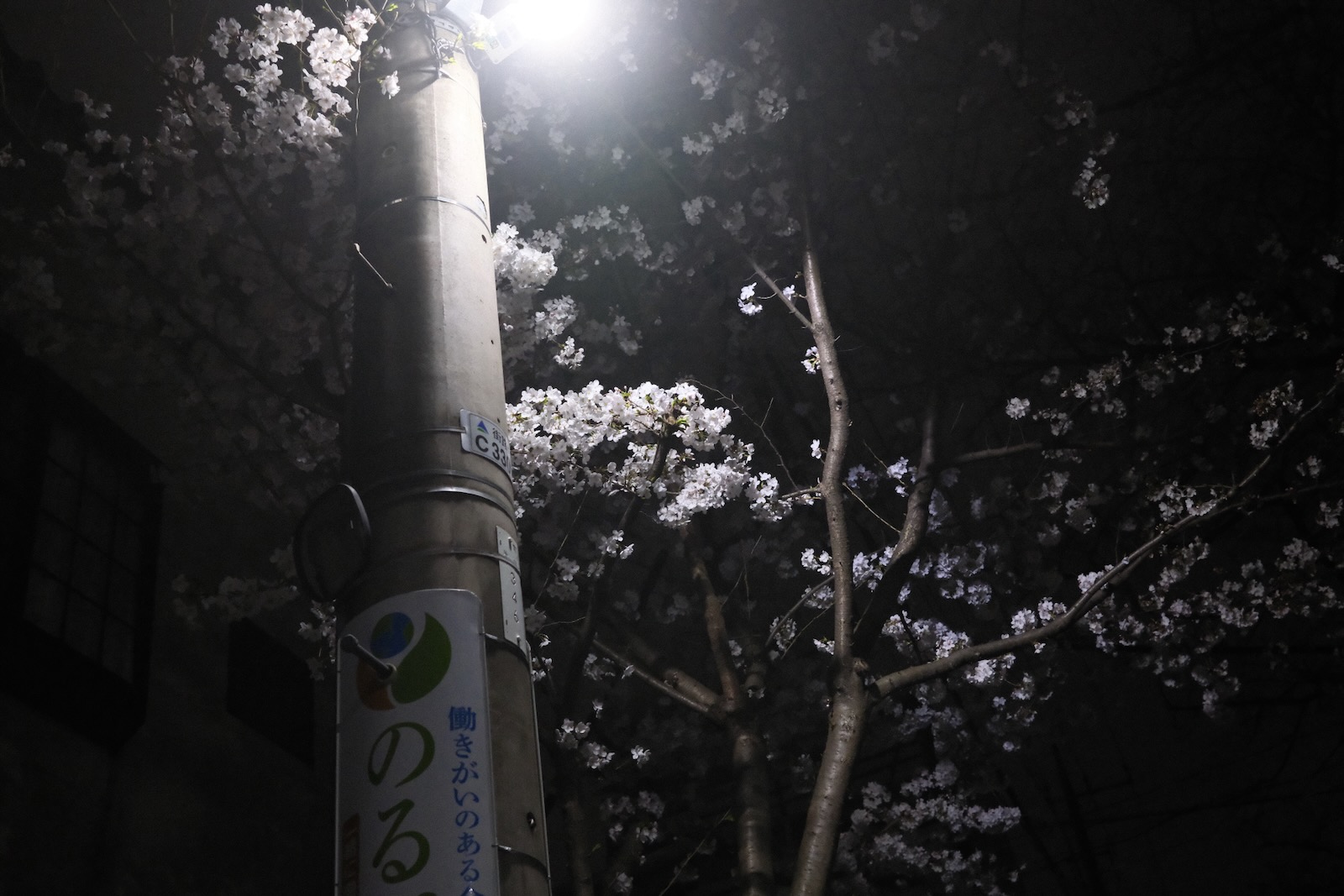 夜中の花見