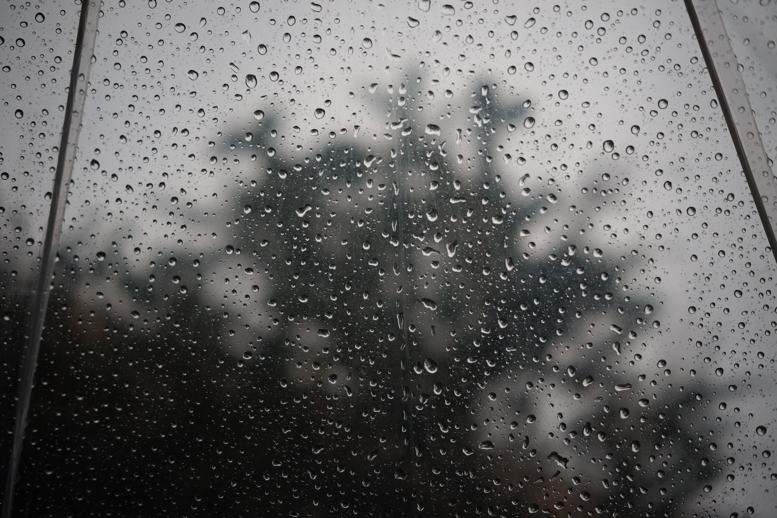 雨