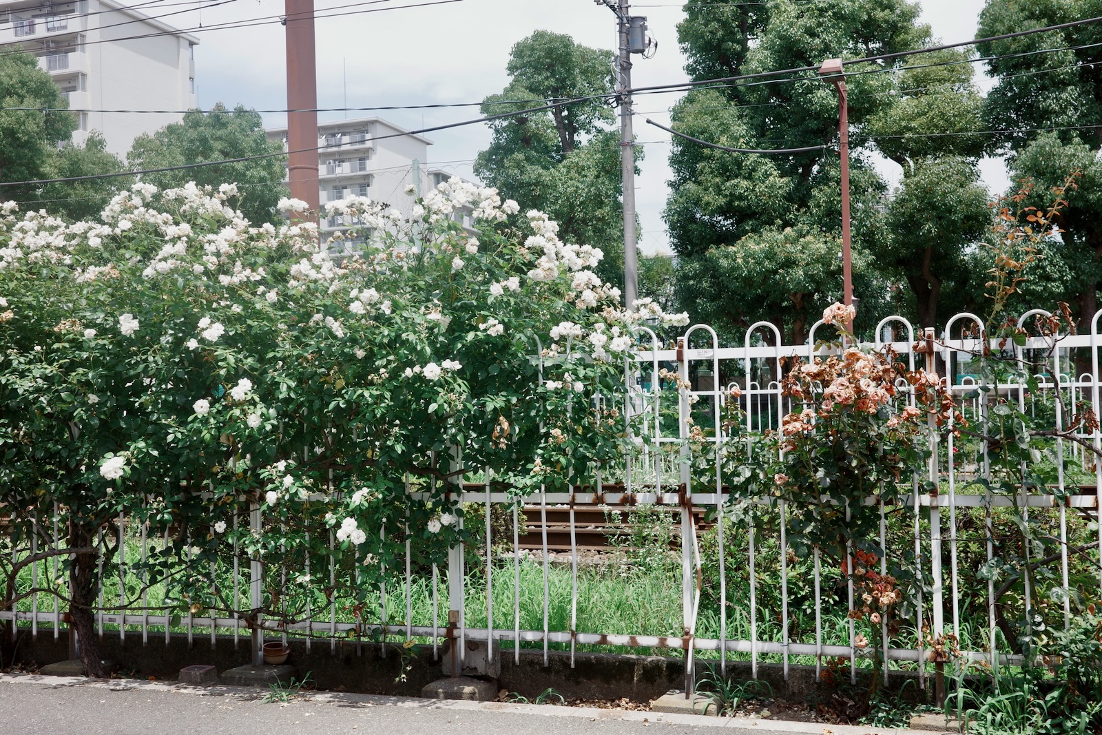 散歩
