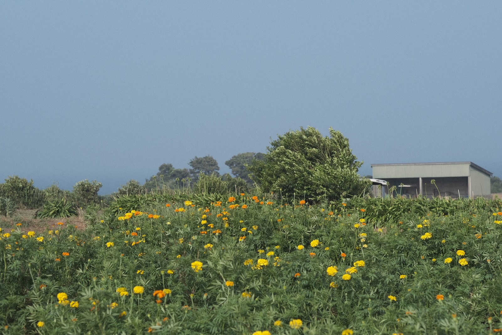 三浦半島
