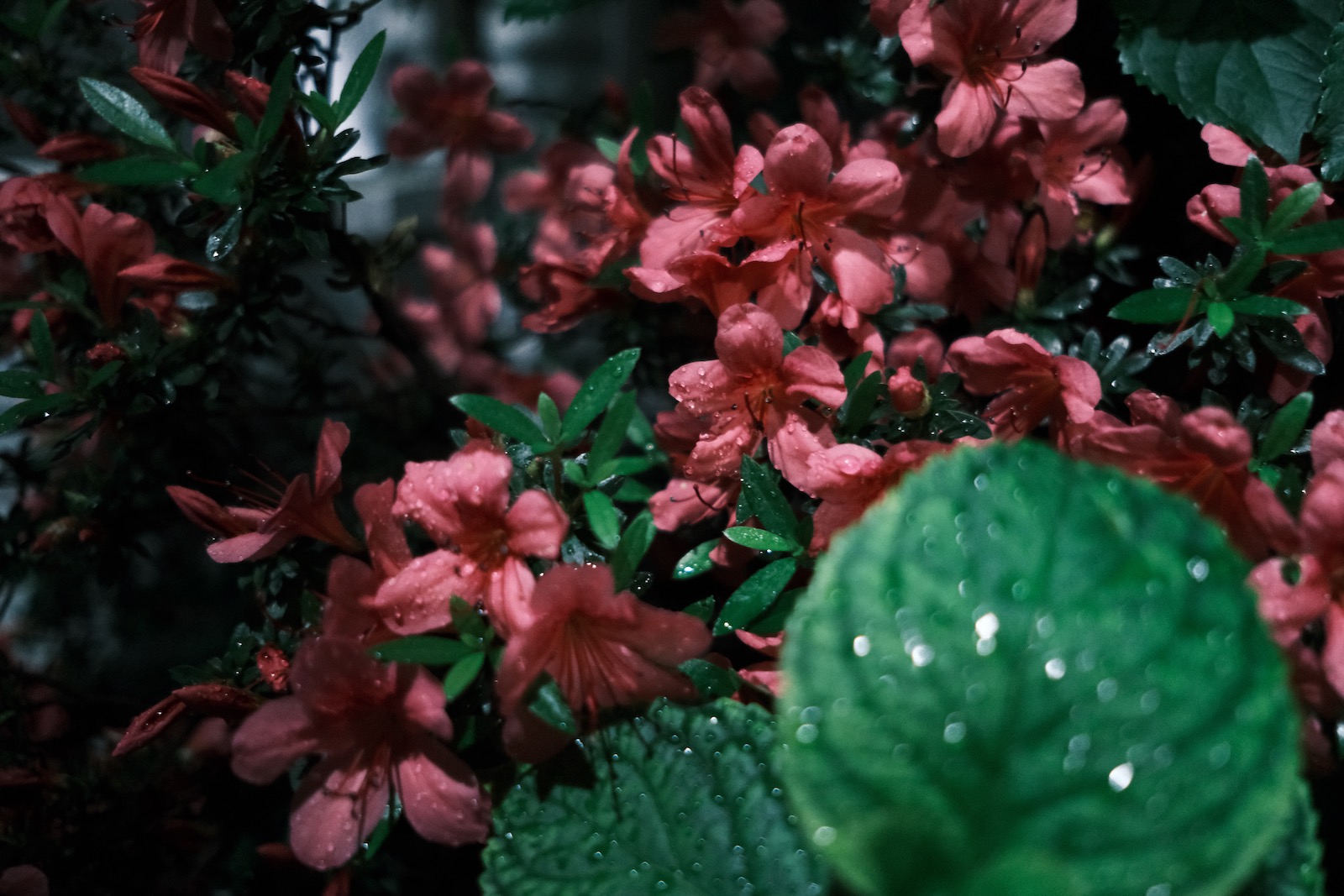 雨と花
