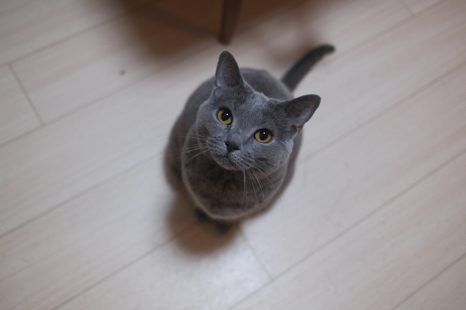 梅ちゃん