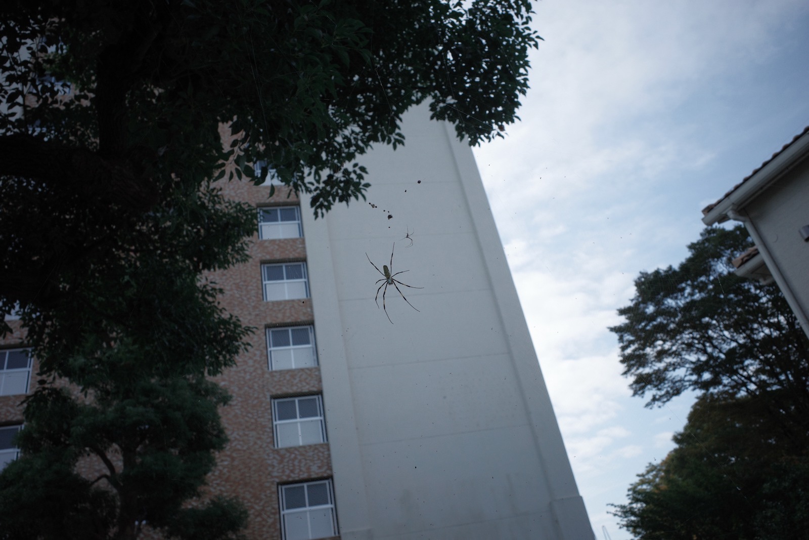 🕷️