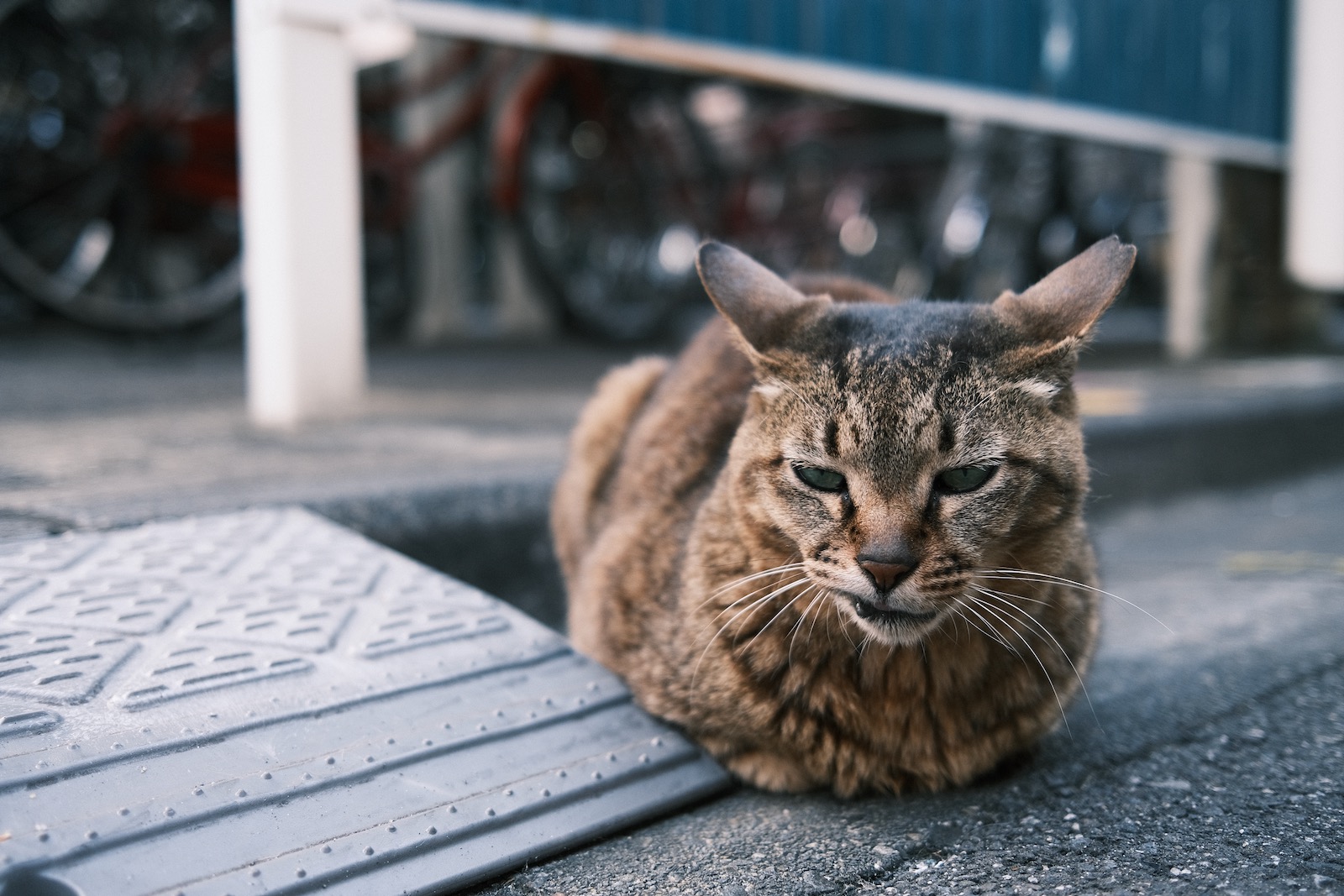 ねこ〜