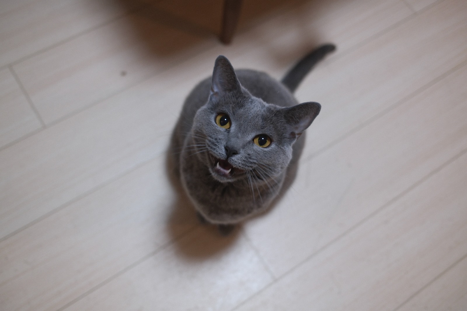 梅ちゃん