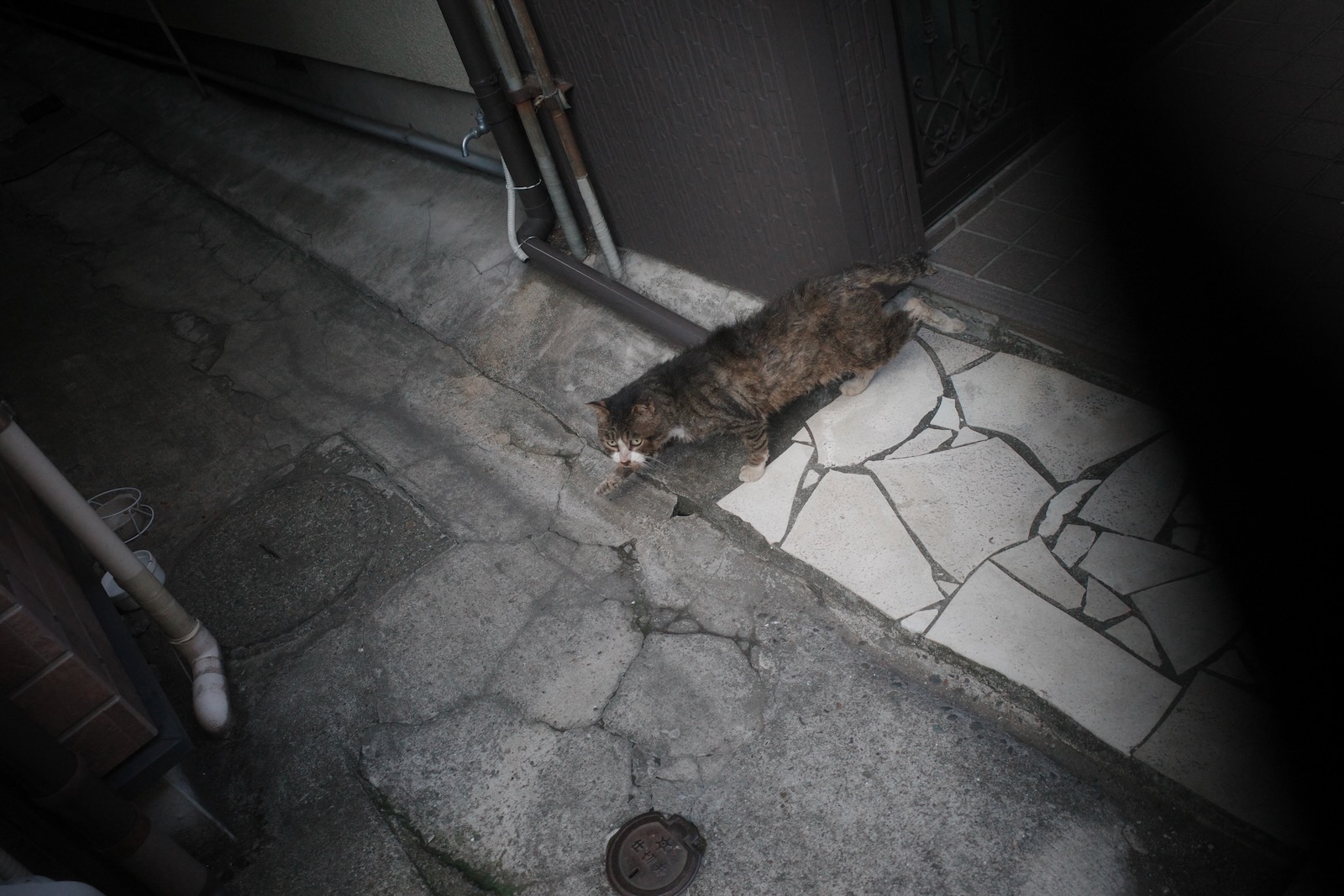 野良猫