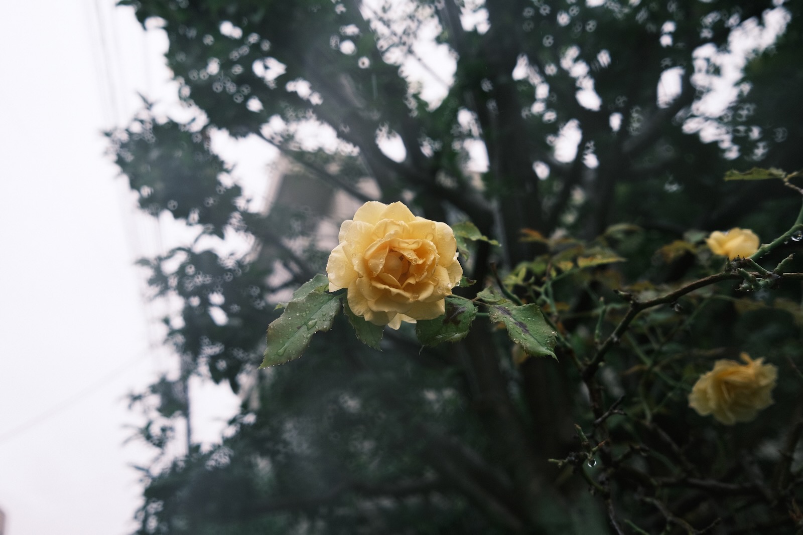 散歩