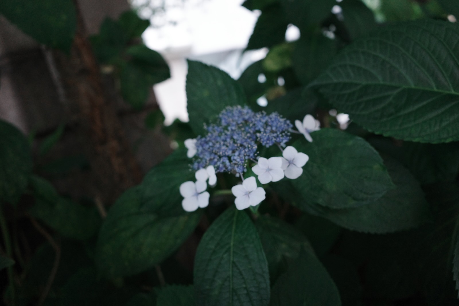 散歩