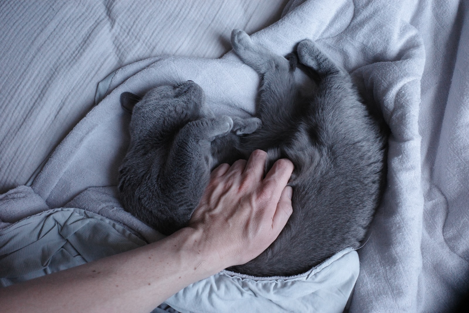 梅ちゃん