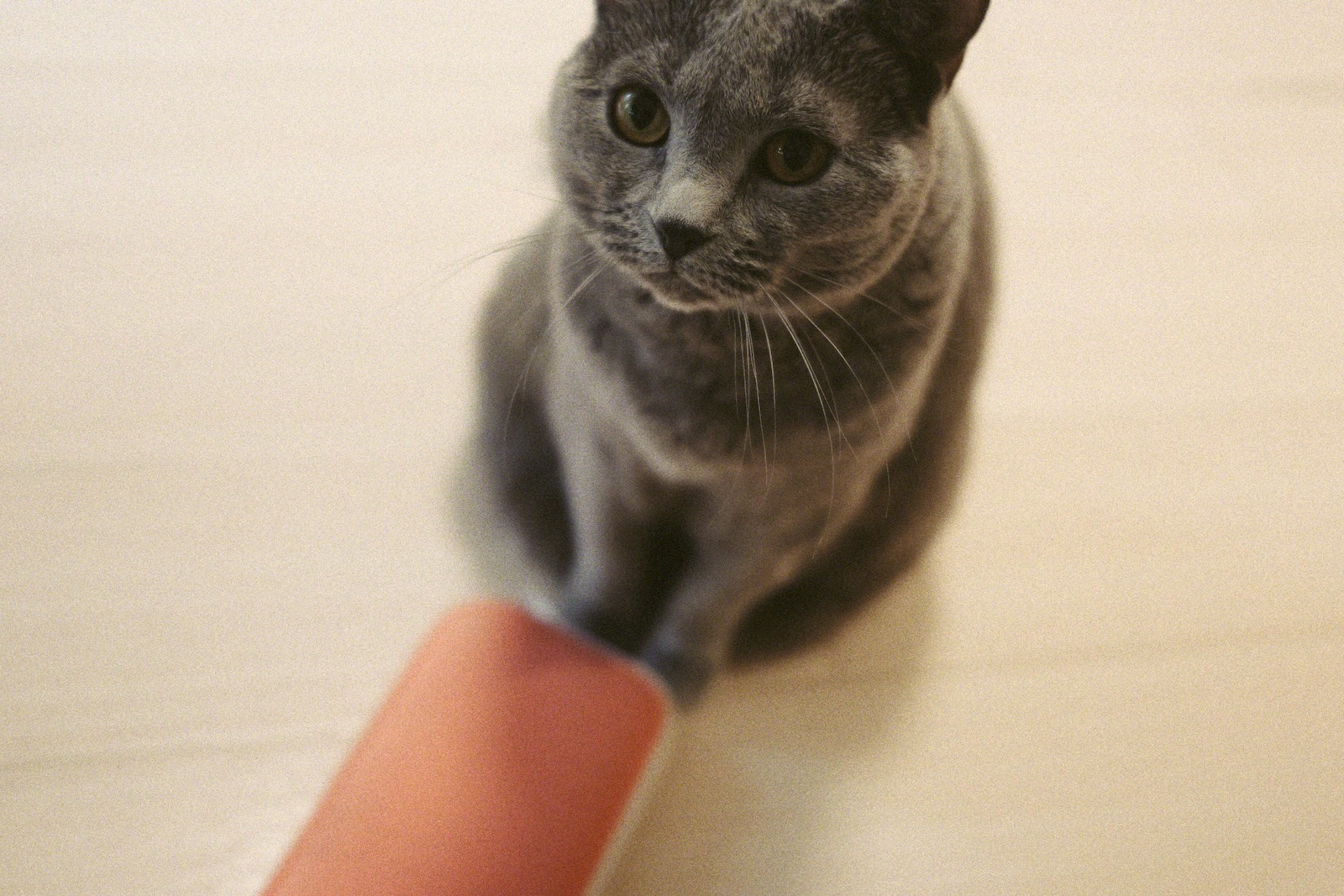 梅ちゃん