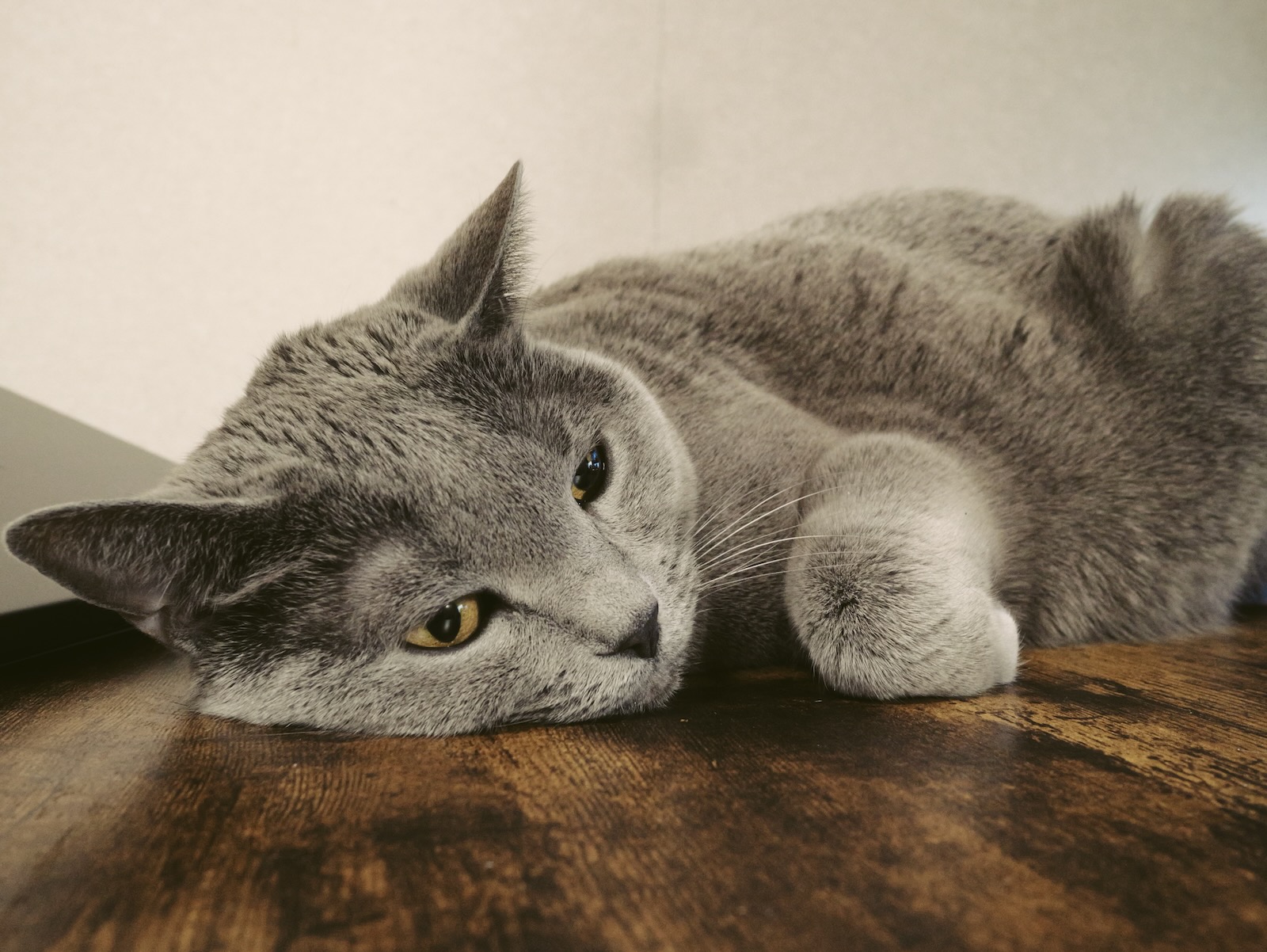 梅ちゃん