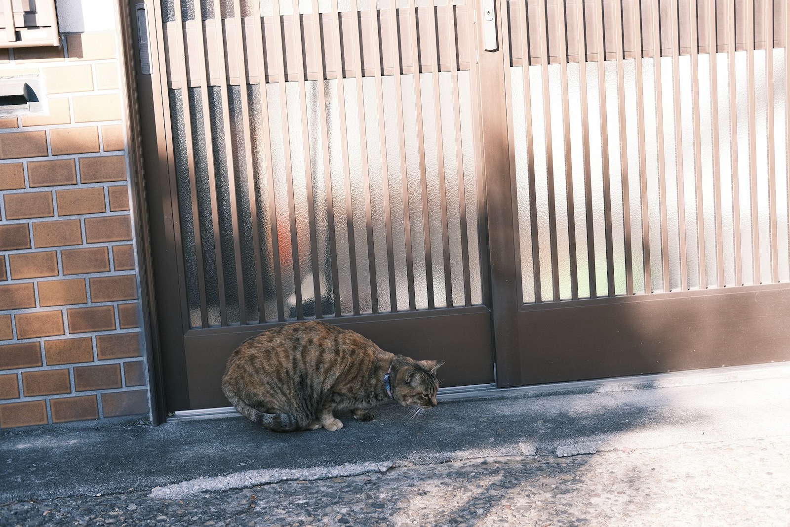 ねこ！！