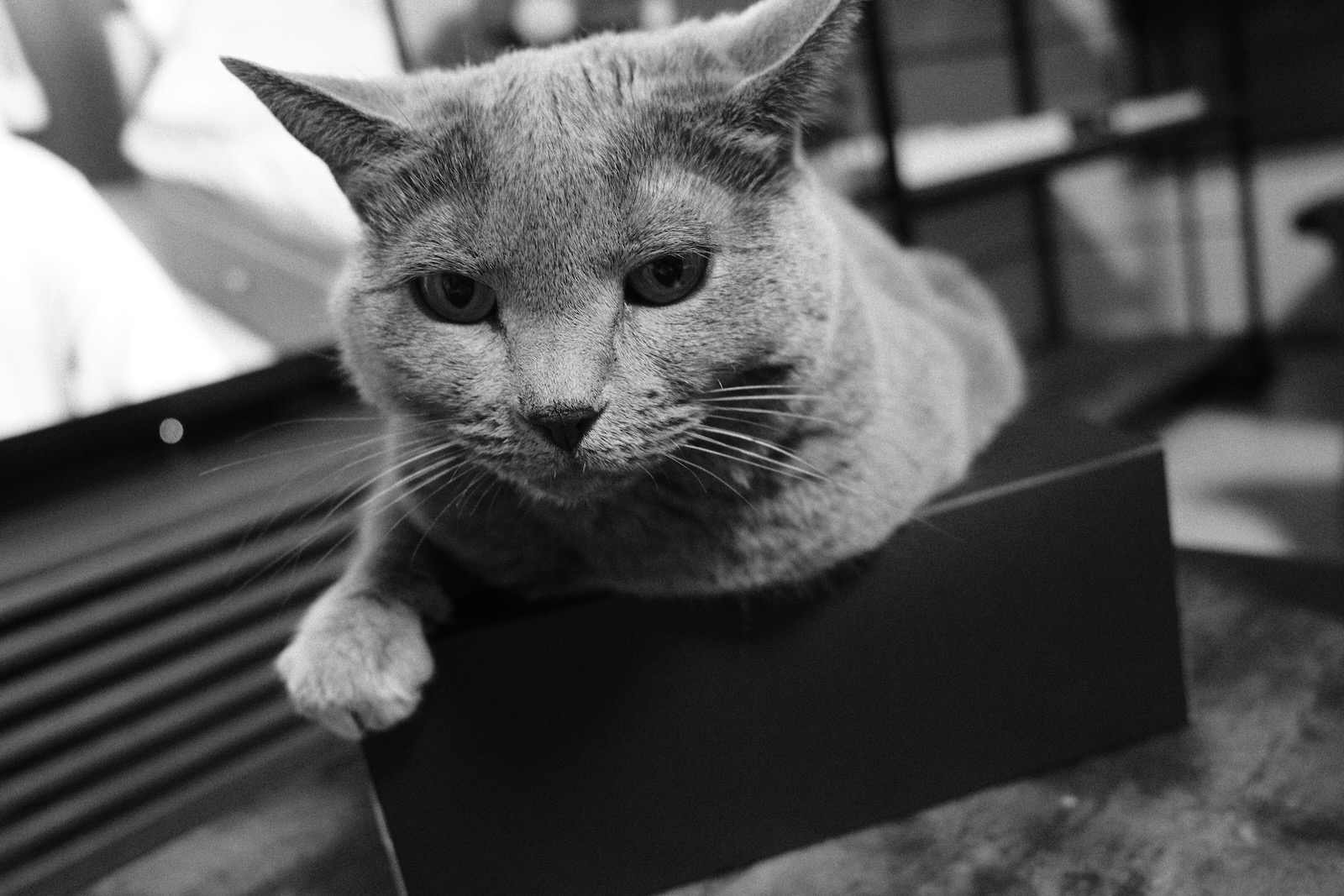 速写