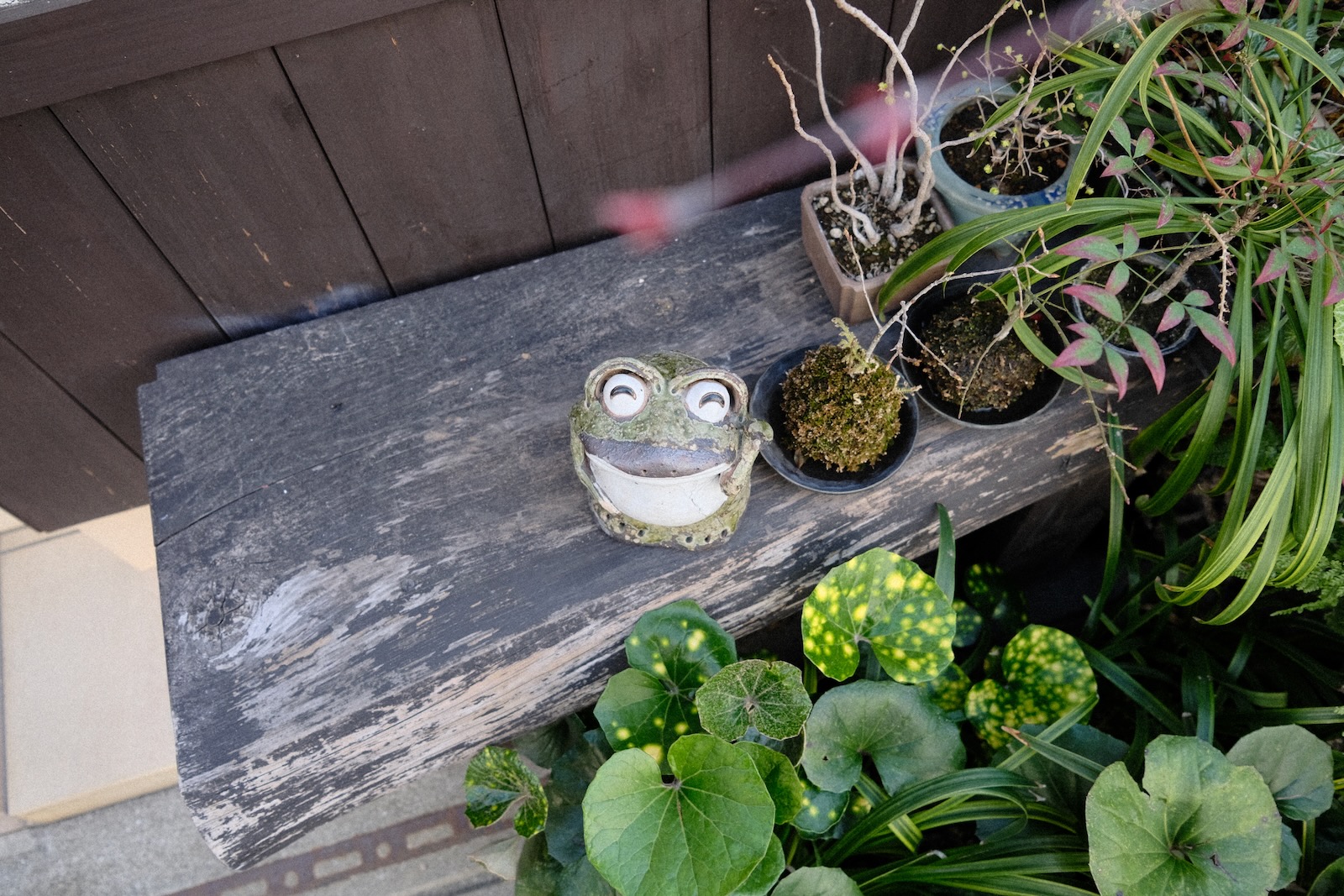 朝