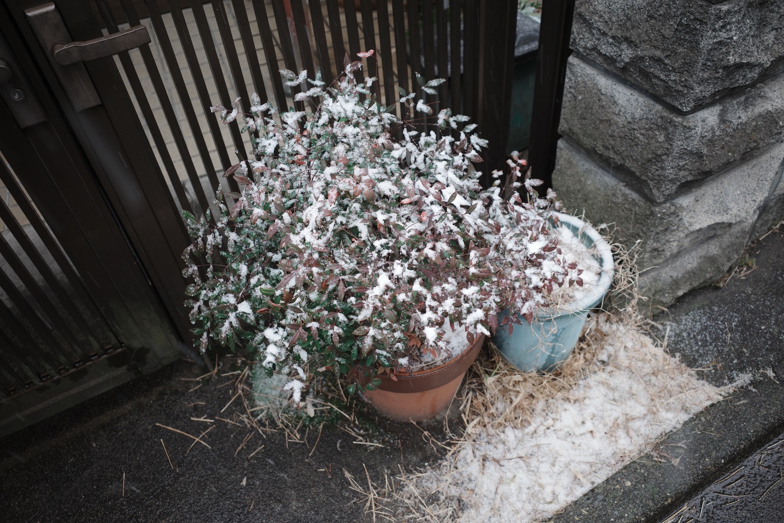 雪