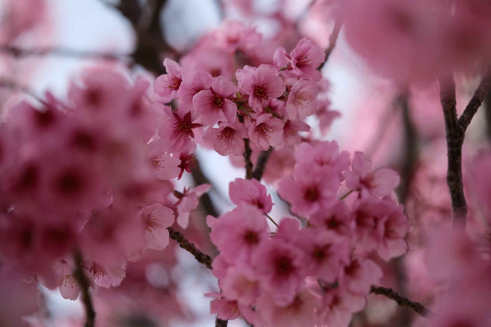 🌸