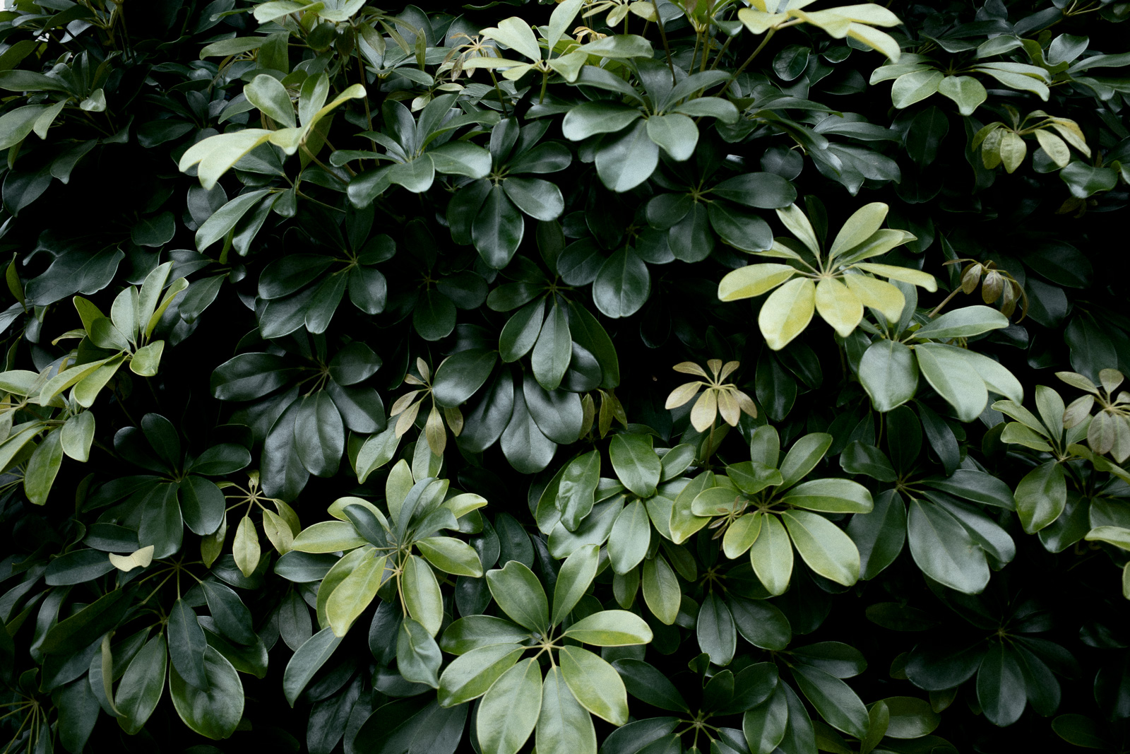 植物の壁
