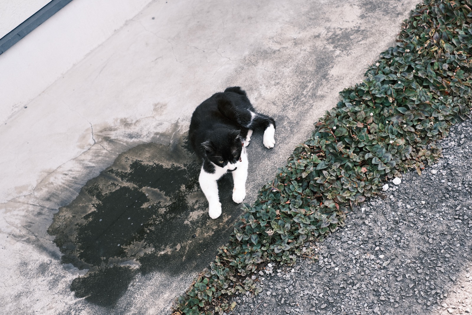 ねこ