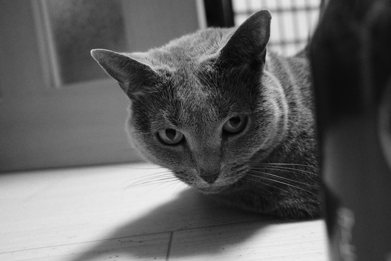 速写
