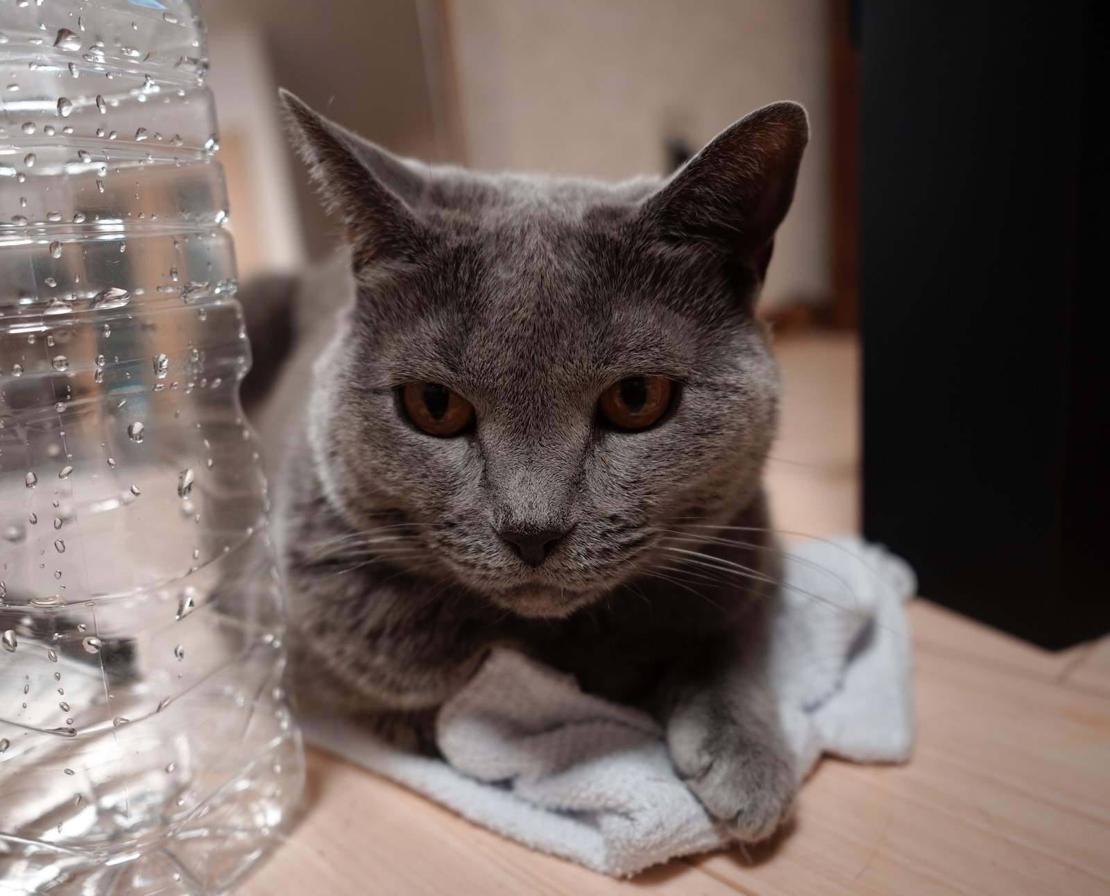 速写