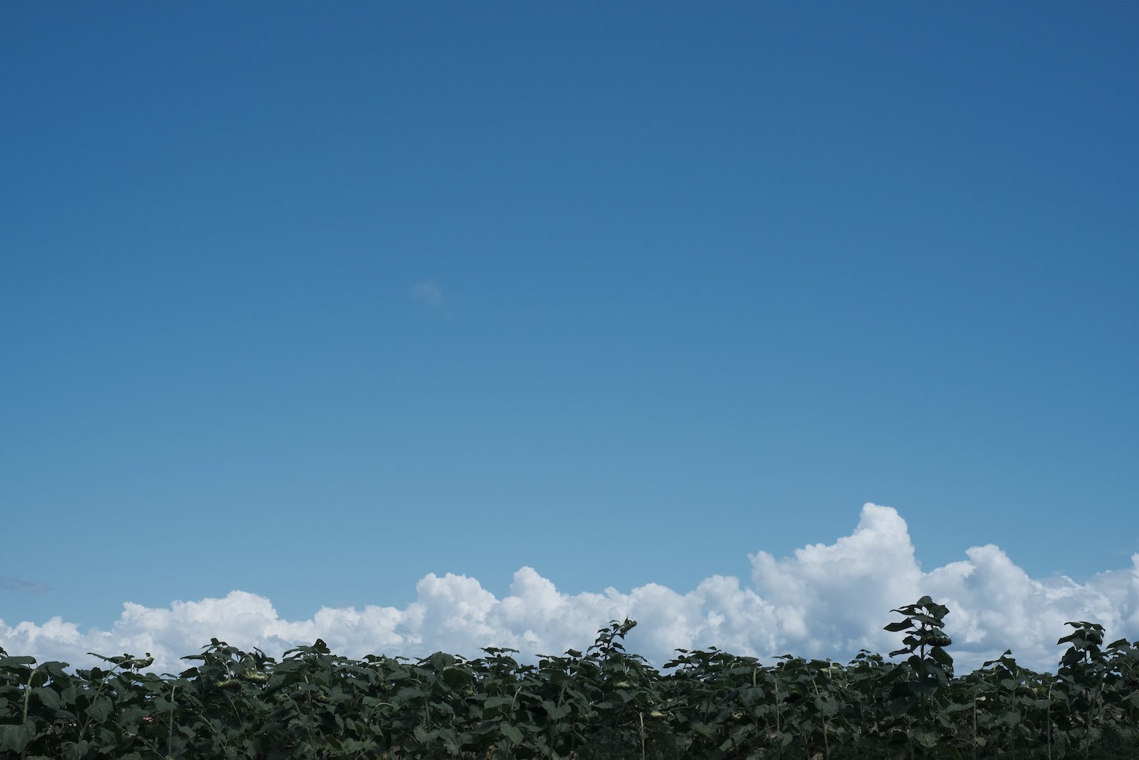 三浦半島