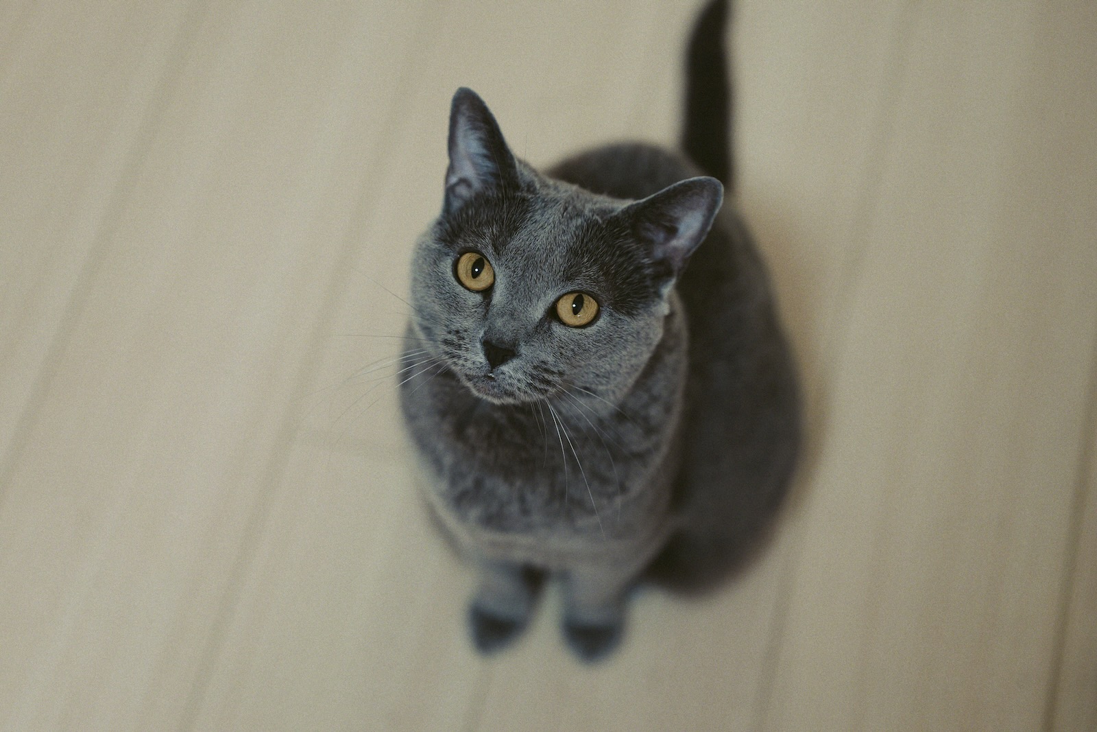 梅ちゃん