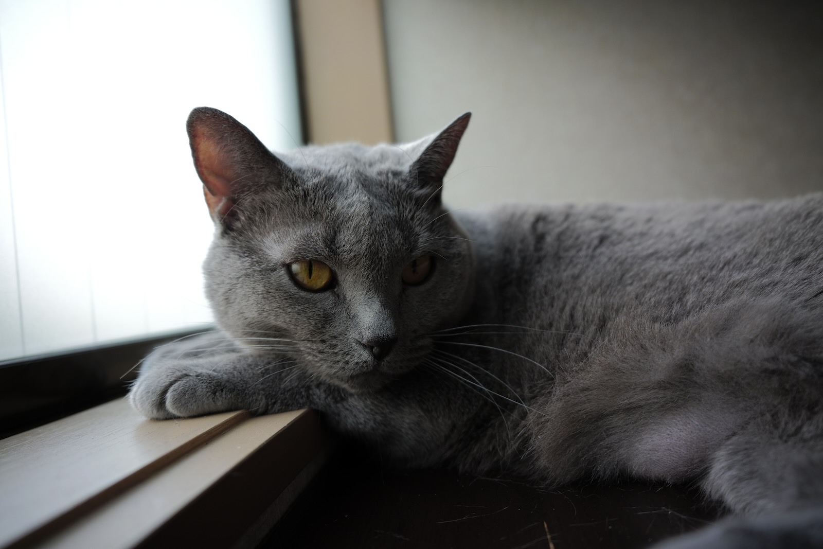 速写
