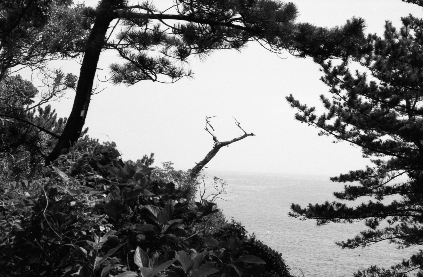 城ヶ崎海岸