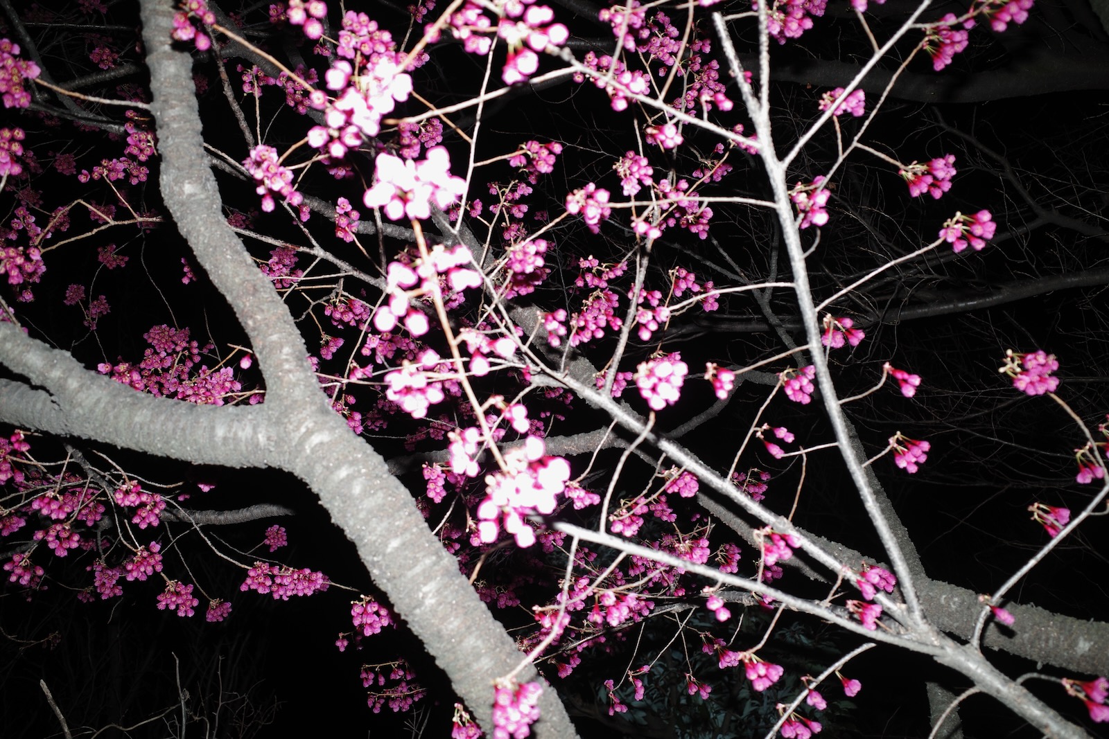 夜