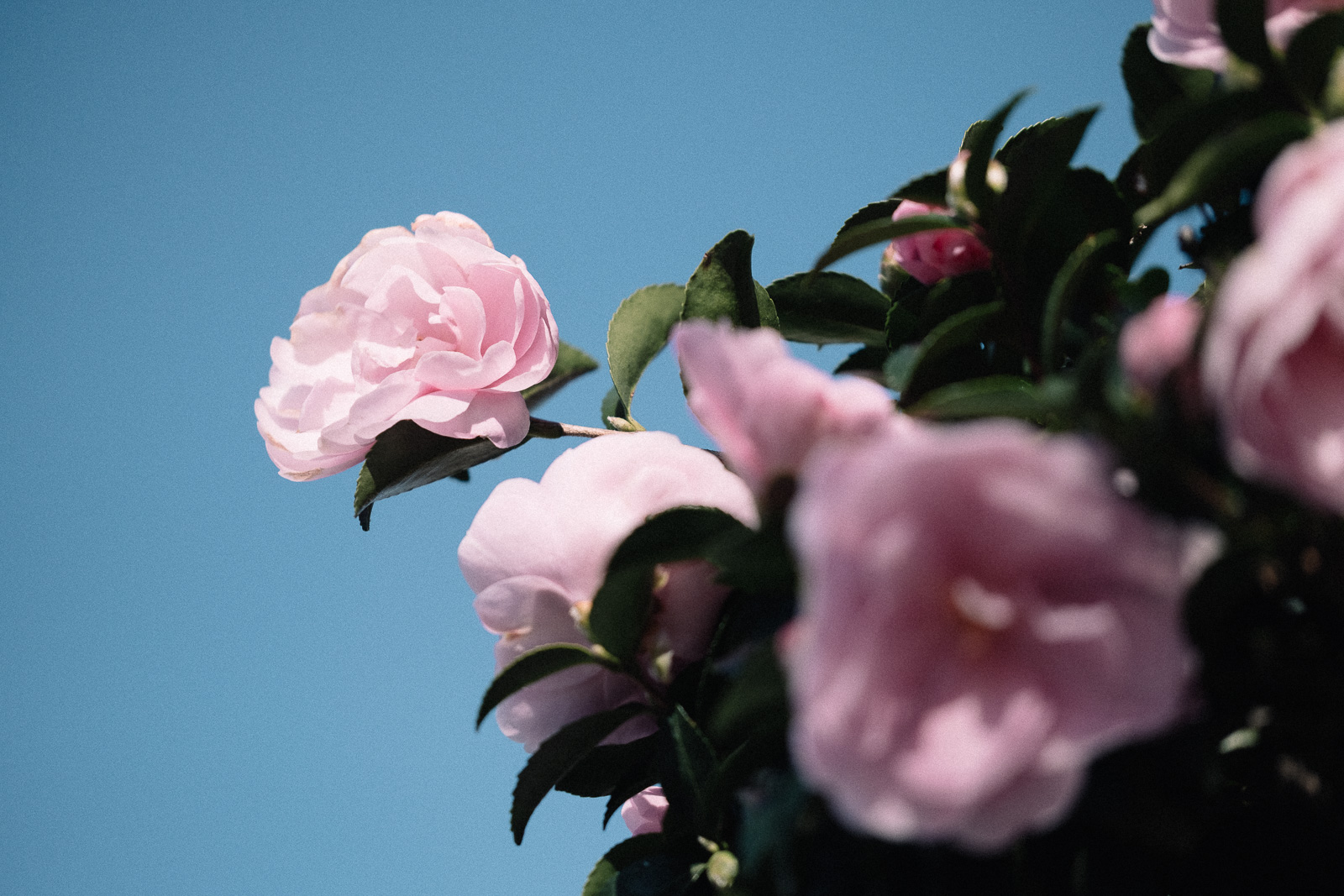 お花