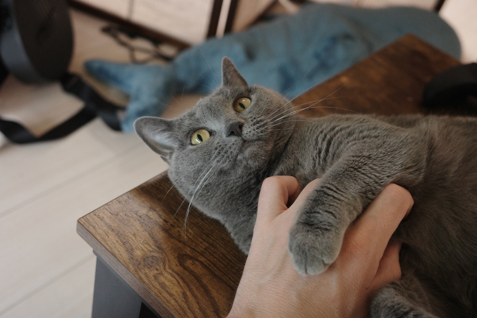 梅ちゃん