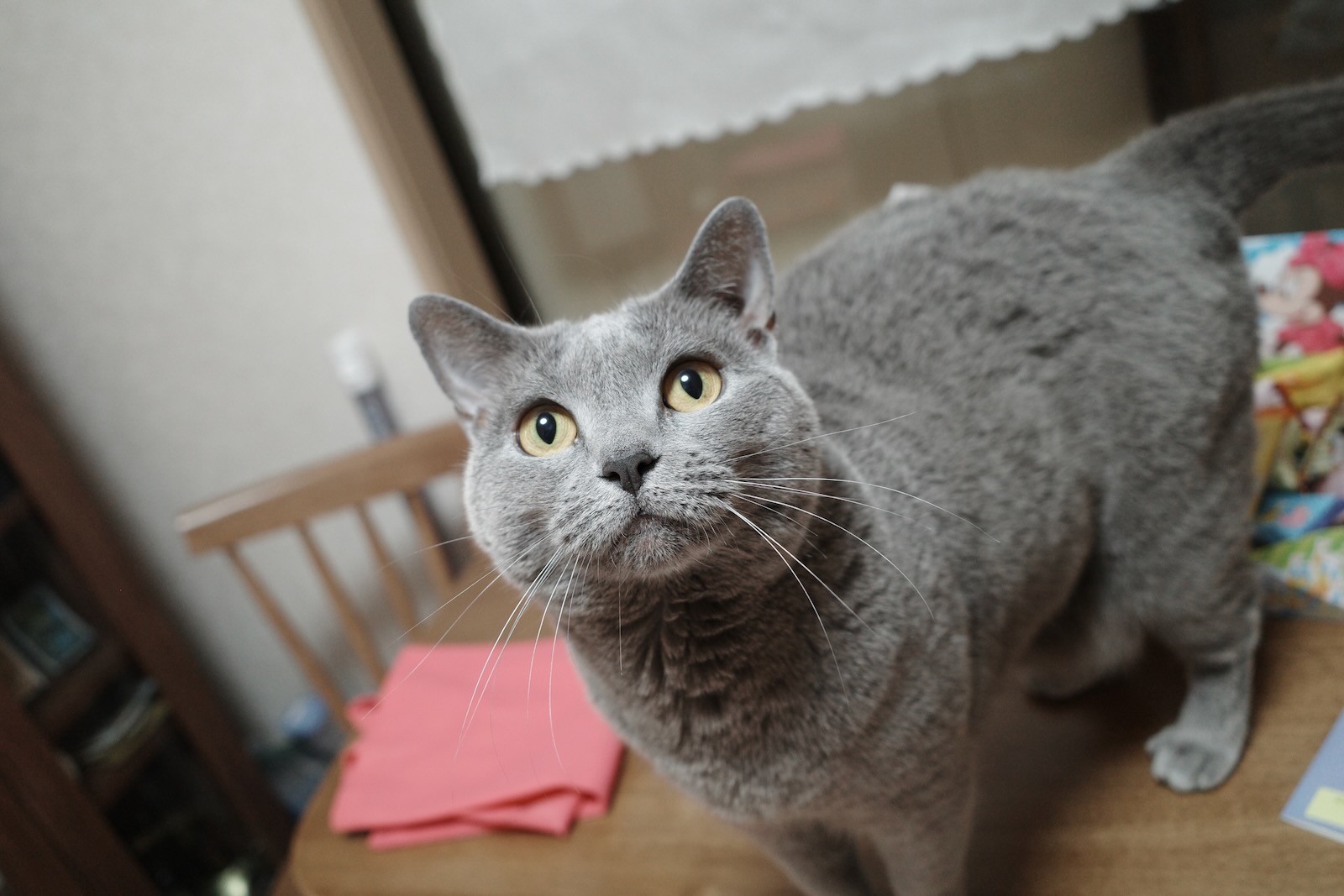 梅ちゃん
