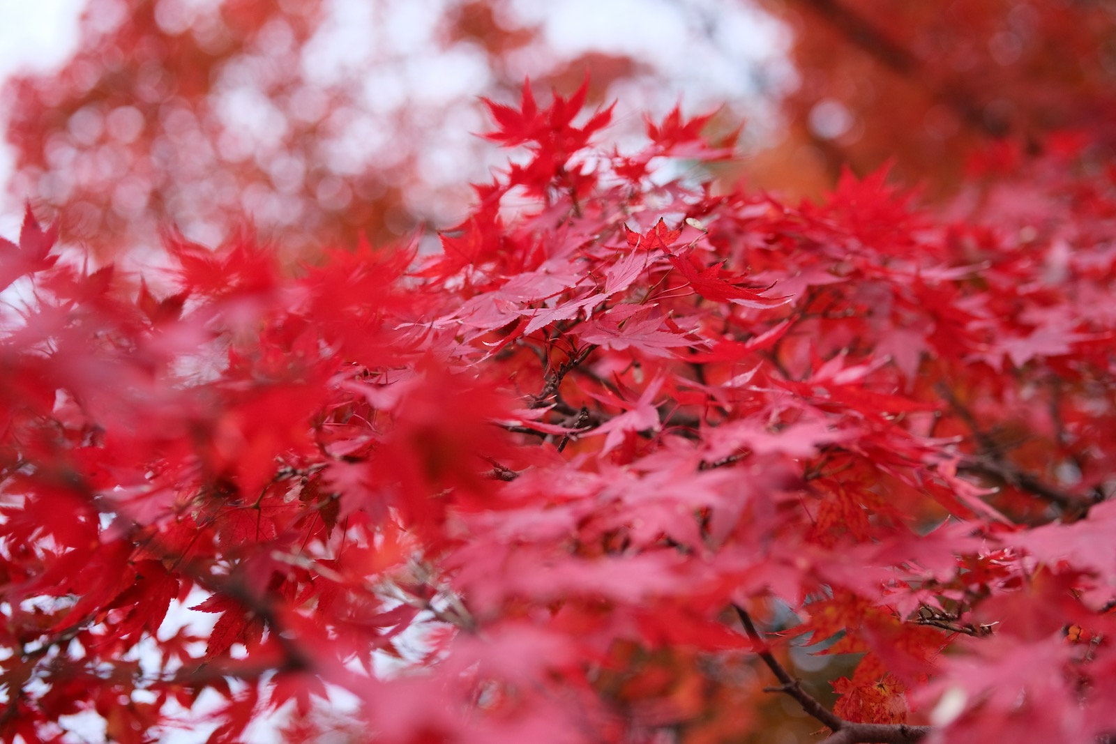 京都