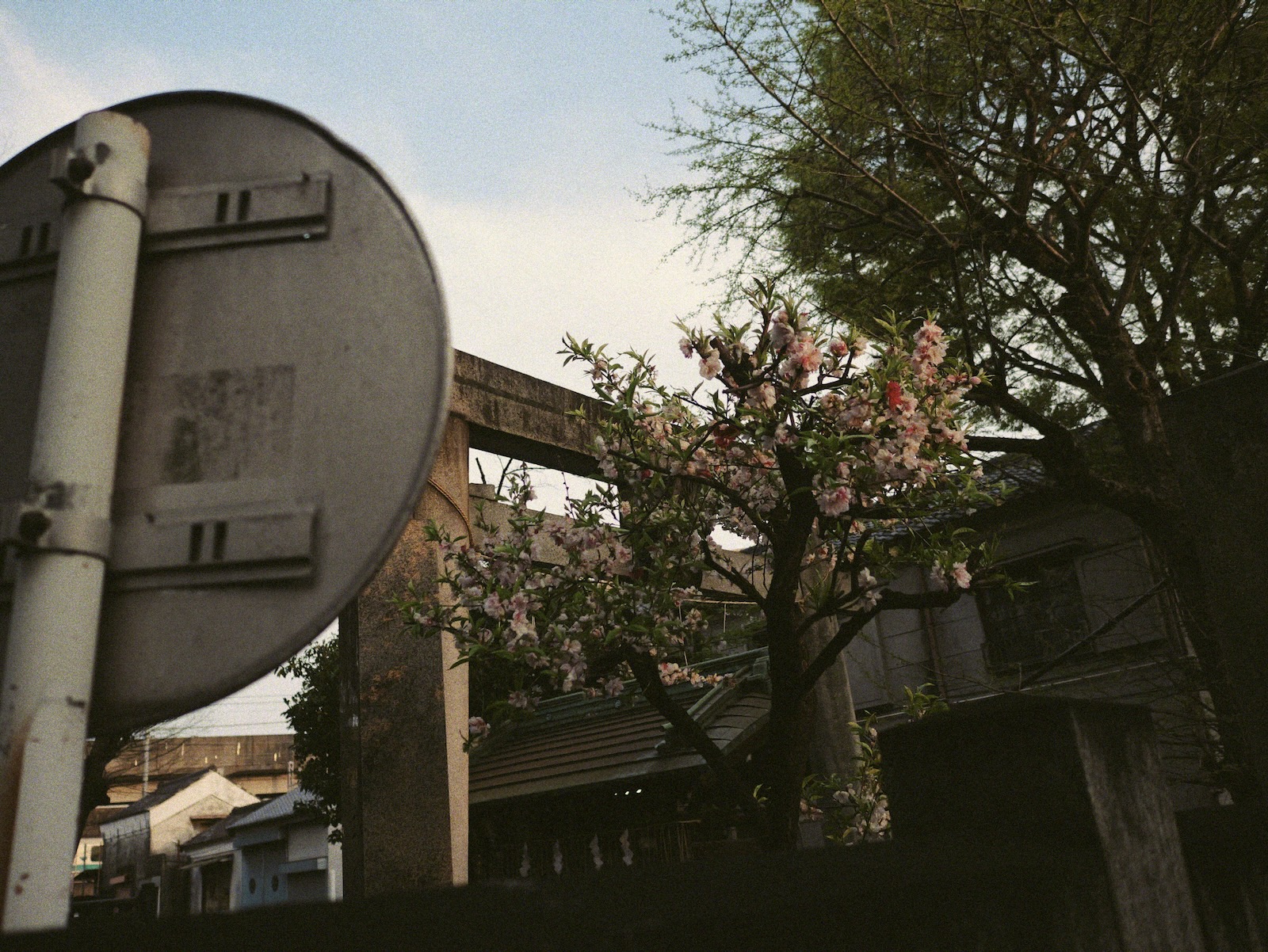 🌸