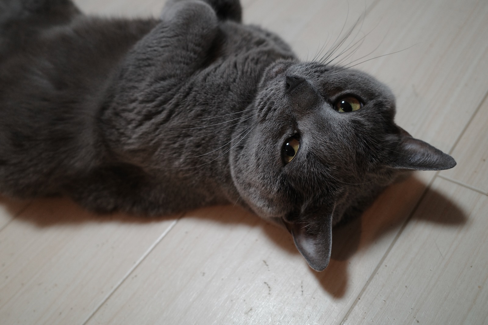梅ちゃん