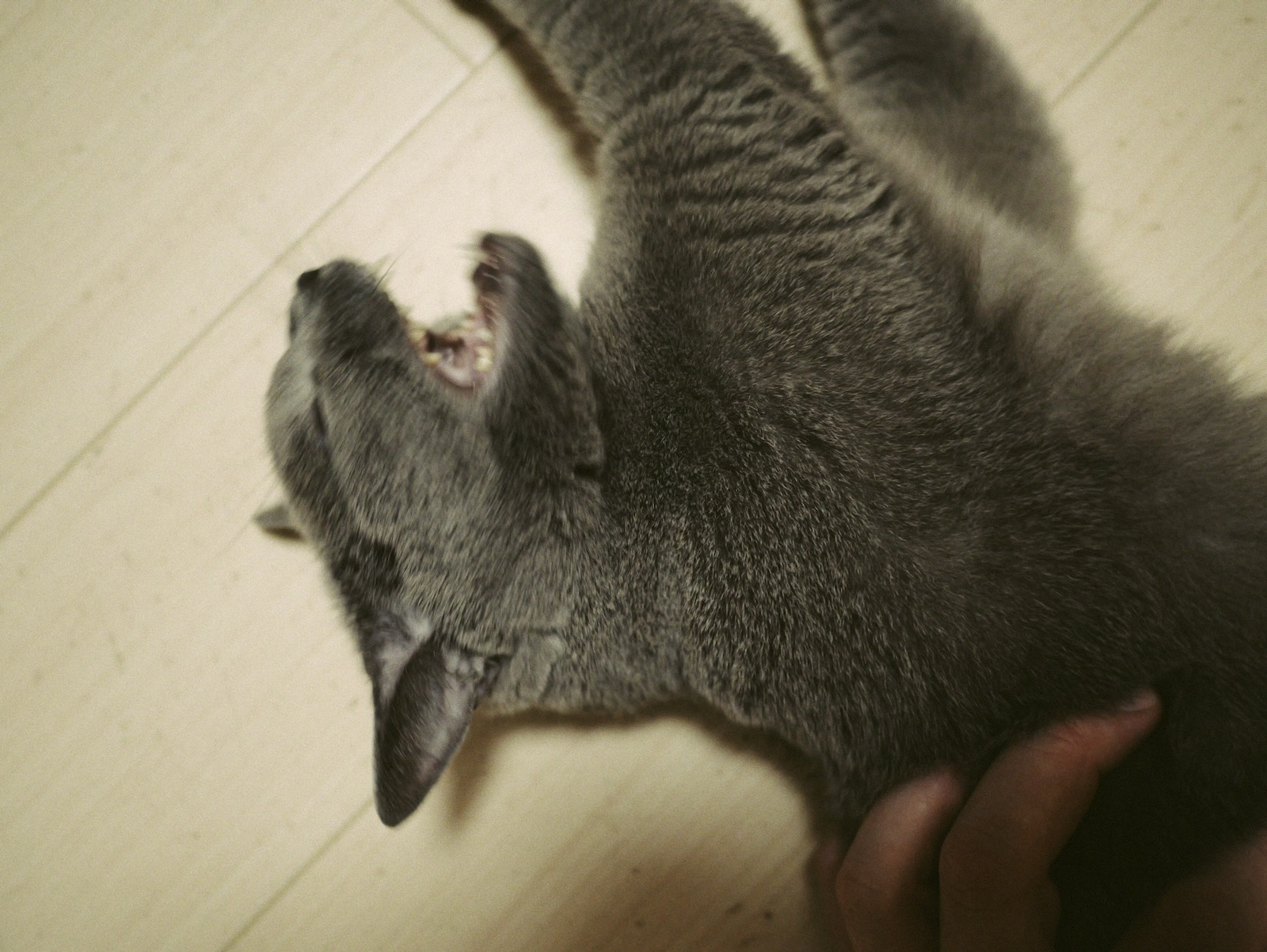 梅ちゃん