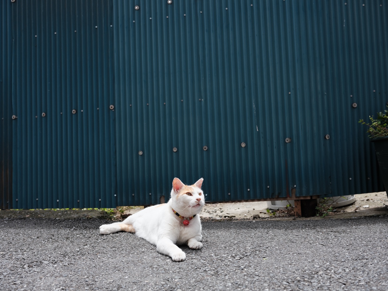猫！