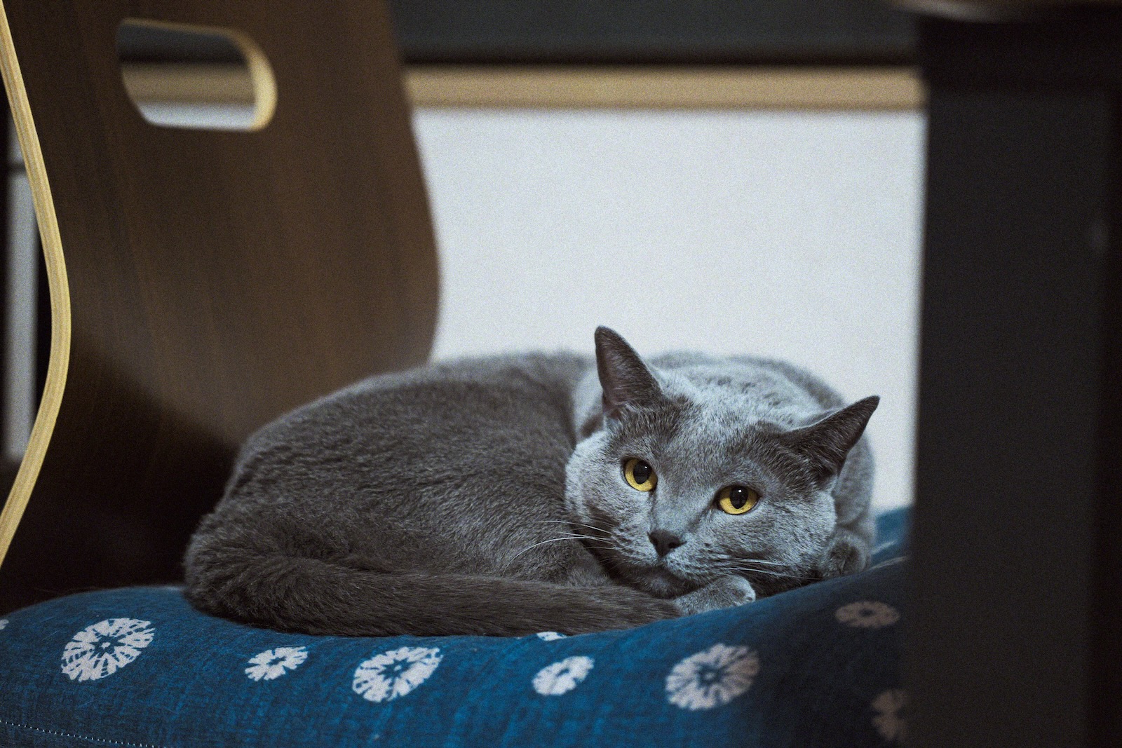 速写