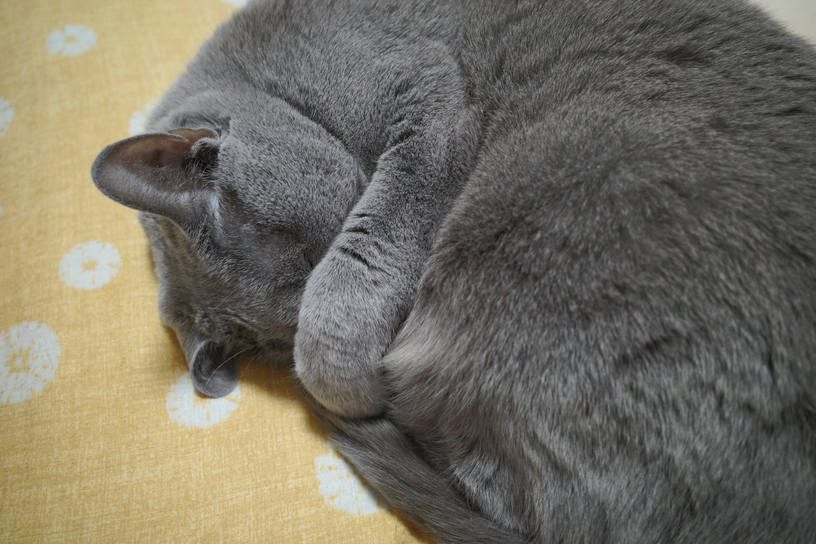 梅ちゃん
