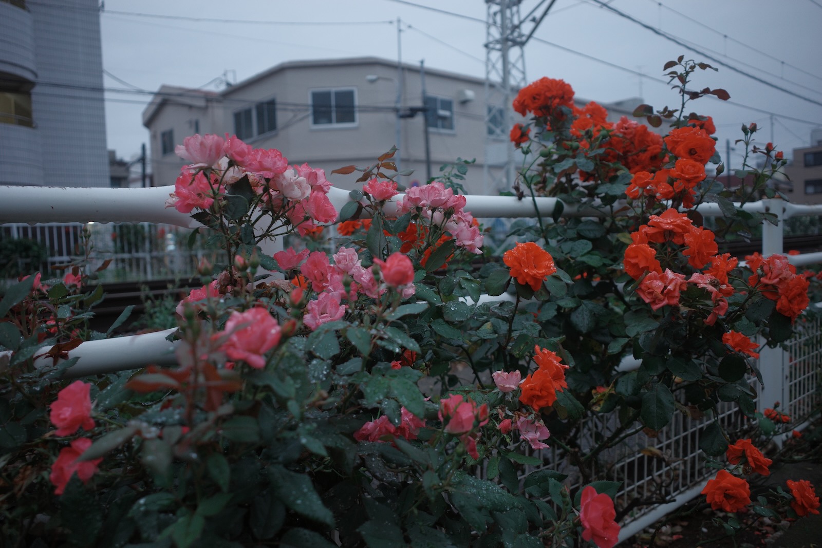 散歩