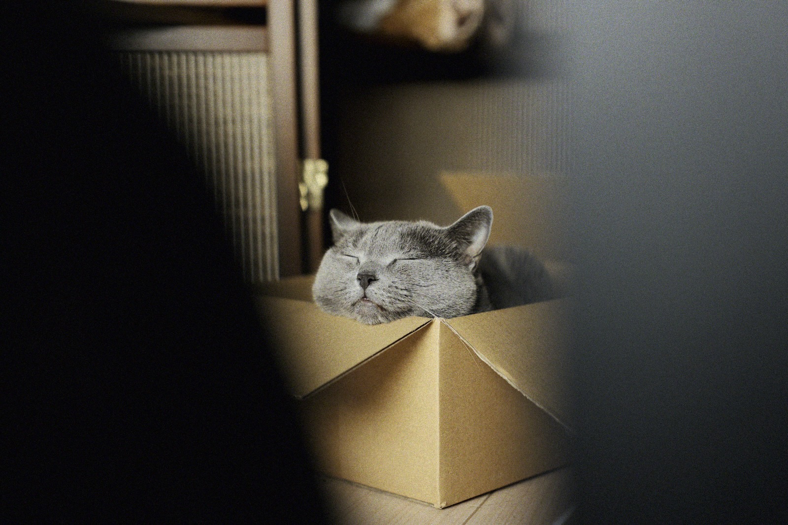 梅ちゃん